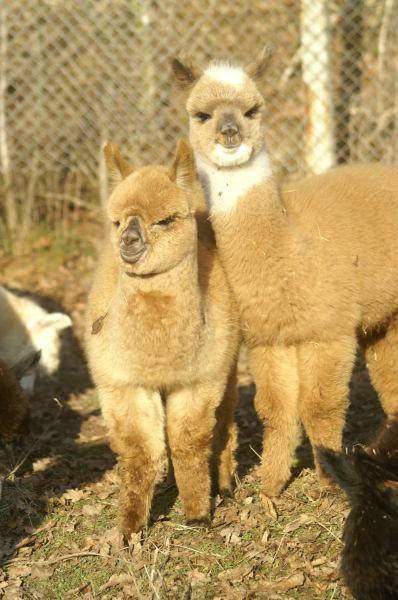 2 cria alpakas 2.jpg