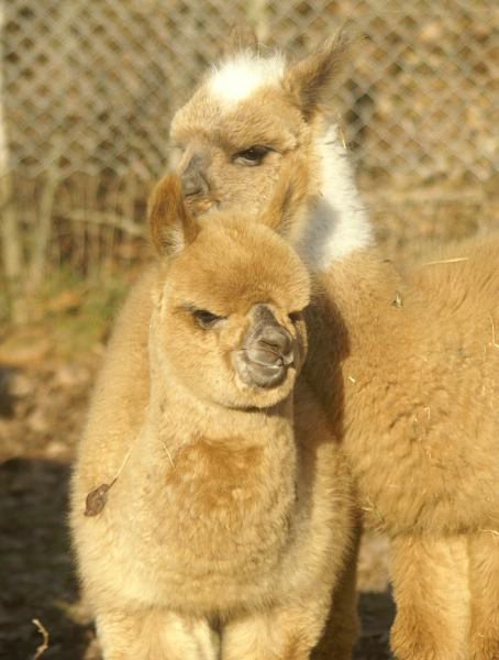 2 cria alpakas.jpg