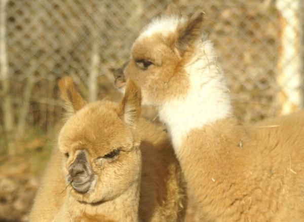 2 crias alpacas.jpg