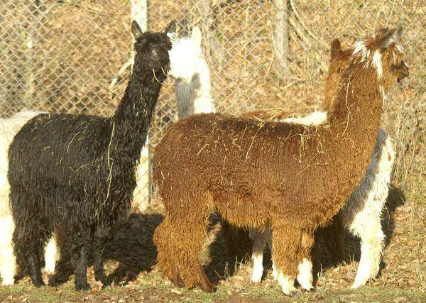 2 suri alpacas 5.jpg