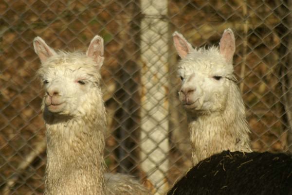 2 suri alpacas port white.jpg