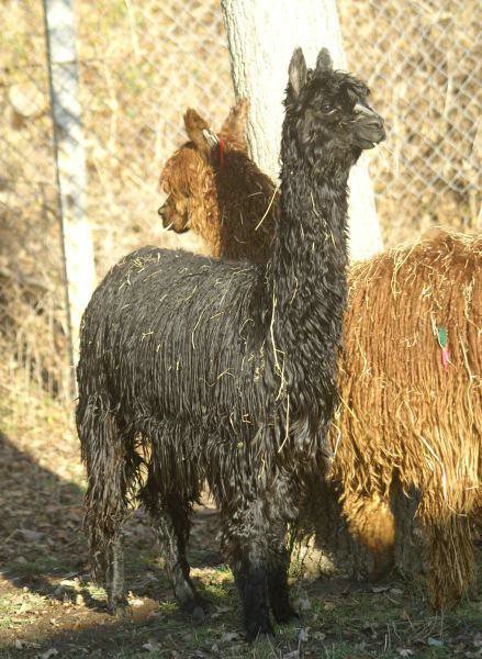 2 suri alpacas.jpg