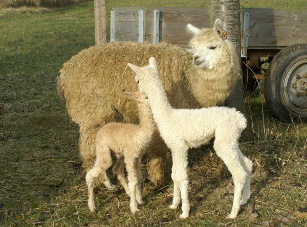 2-alpaca-cria.jpg