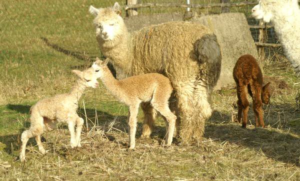 3 crias-alpacas-.jpg