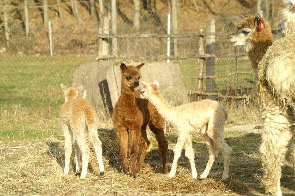 3 crias-alpacas.jpg