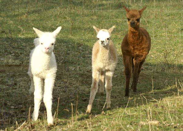 3-cria-alpakas.jpg