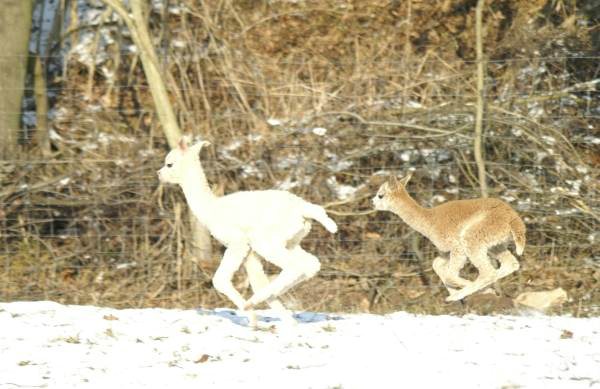 alpckchen alpaca runners 2.jpg