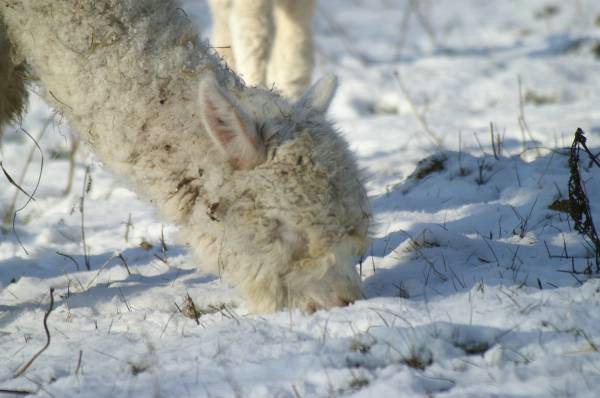 alpaca on ice.jpg