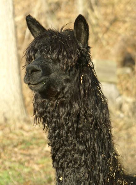 alpaca suri blk port 1.jpg