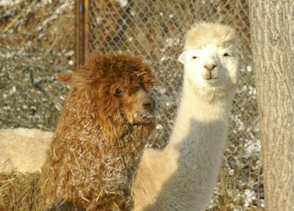 alpaca-164.jpg