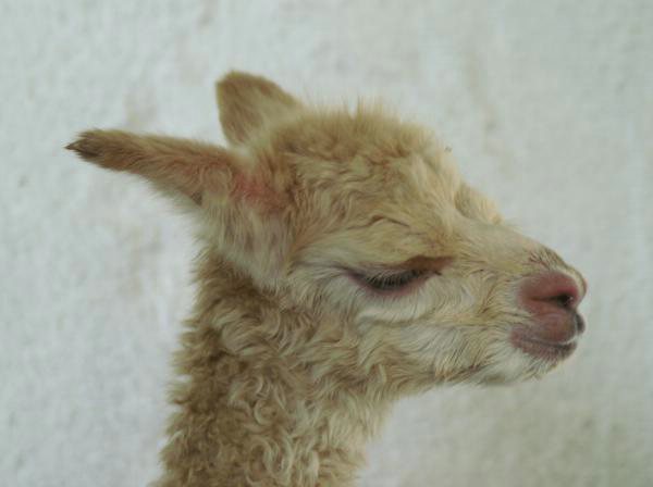 alpaca-cria-148.jpg