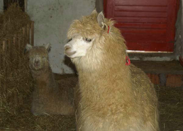 alpacas for sale 144.jpg