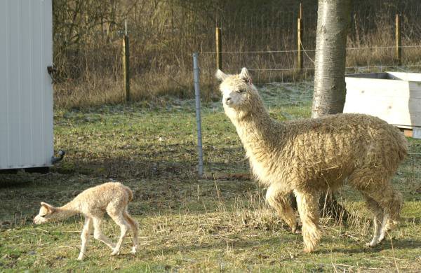 alpaka-cria-mum-walk.jpg