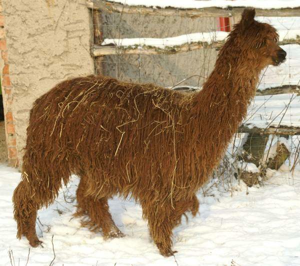 suri-alpaca-117.jpg