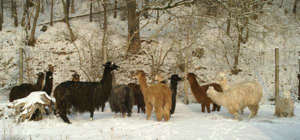 suri-alpacas-.jpg