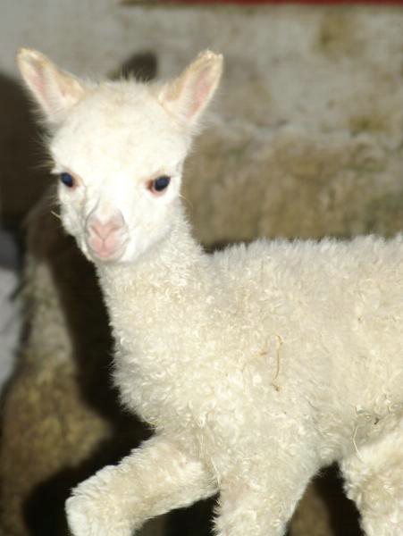 white alpaca-cria.jpg