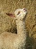 148-alpaca-cria.jpg