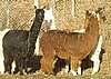 2 suri alpacas 5.jpg