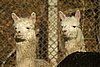 2 suri alpacas port white.jpg