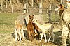 3 crias-alpacas.jpg