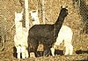 3 suri alpacas.jpg