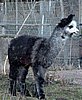 alpaca strolch 1.jpg