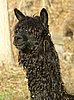 alpaca suri blk port 1.jpg