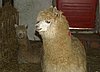 alpacas for sale 144.jpg