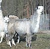 alpaka grey 79 con cria.jpg