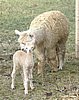 alpaka-148-mit-cria.jpg