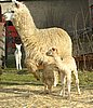 alpaka-cria-mum.jpg