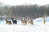 alpakas im schneee.jpg