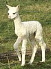 snow-cria-alpaka-1.jpg