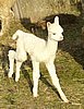 snow-cria-alpaka-run-2.jpg