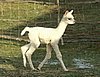 snow-cria-alpaka-run.jpg