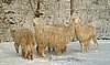 snow-suri-alpacas.jpg