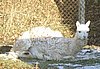 suri alpacas  white lay.jpg