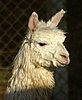 suri alpacas port.jpg