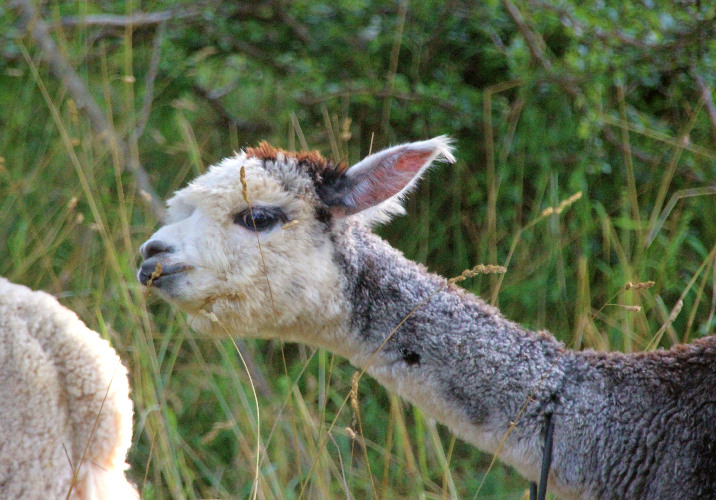 Alwin mit blauen Augen