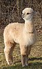 von der 7-alpaka-bock--body-12.jpg