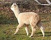 von der 7-alpaka-bock--body-walk.jpg