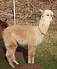 von der 7-alpaka-bock--body.jpg