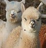 von der 7-alpaka-bock-2.jpg