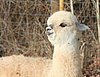 von der 7-alpaka-bock-part-99.jpg