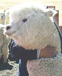 Alpaca-macho-hatun-port-peru.