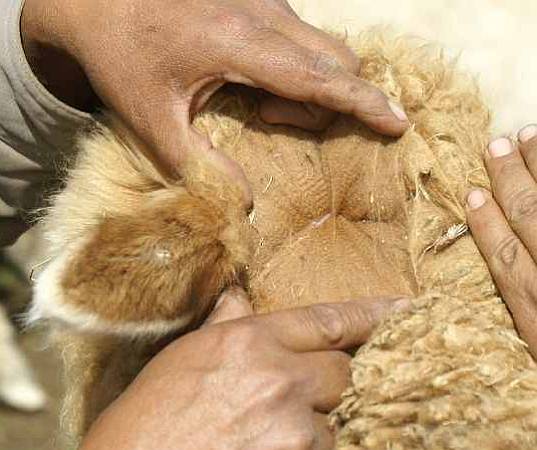 alpaka macho fino faser 2010.jpg