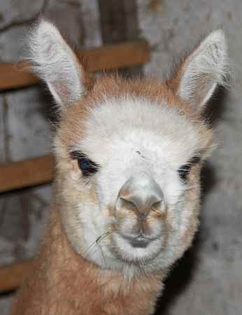 Huacaya Hengst Alpaka