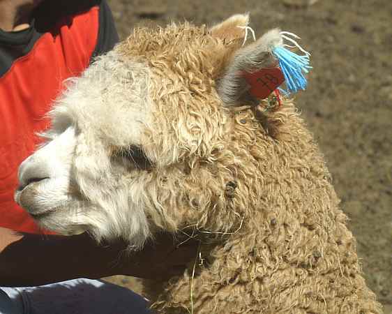 Sf El Fino Huacaya Deckhengst