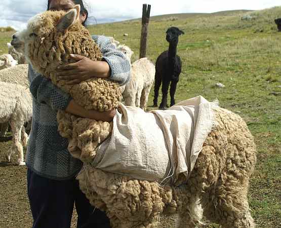 alpaka el fino 2506 Peru