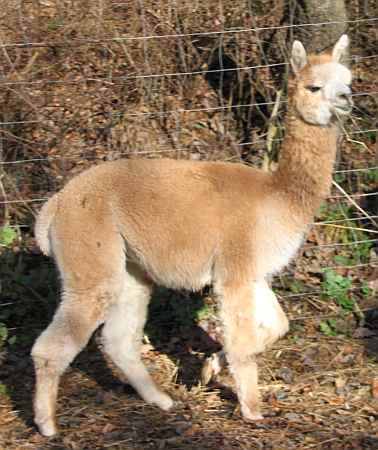 Alpaka huacaya macho